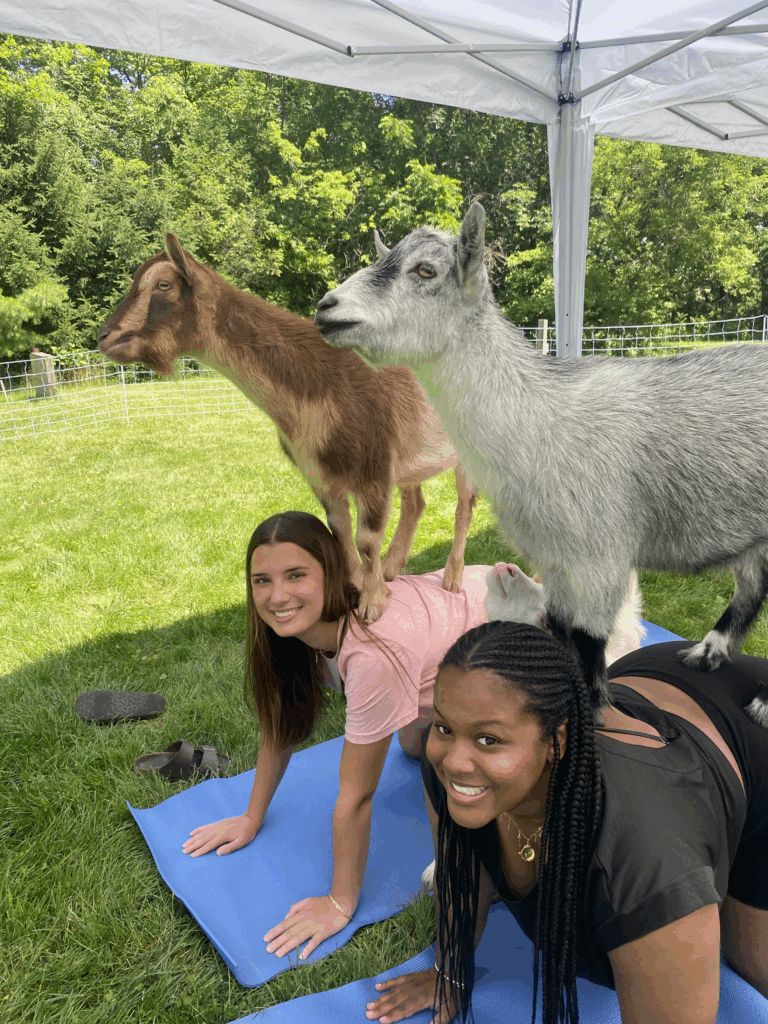 Goat Yoga Fun
